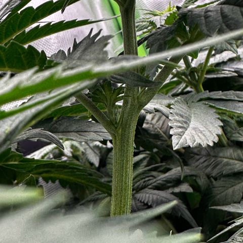 Runtz growlog timeline photo