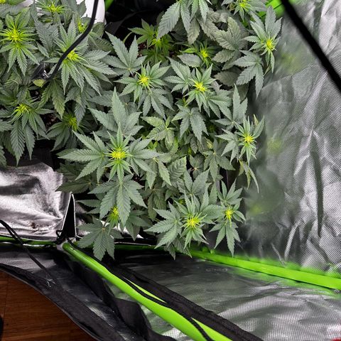 Runtz growlog timeline photo