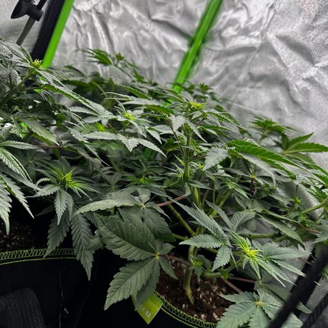 Runtz growlog timeline photo