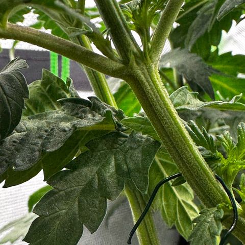 Runtz growlog timeline photo