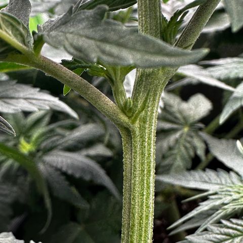 Runtz growlog timeline photo