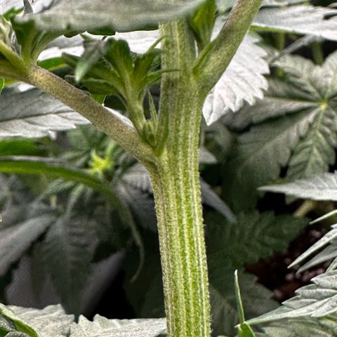 Runtz growlog timeline photo