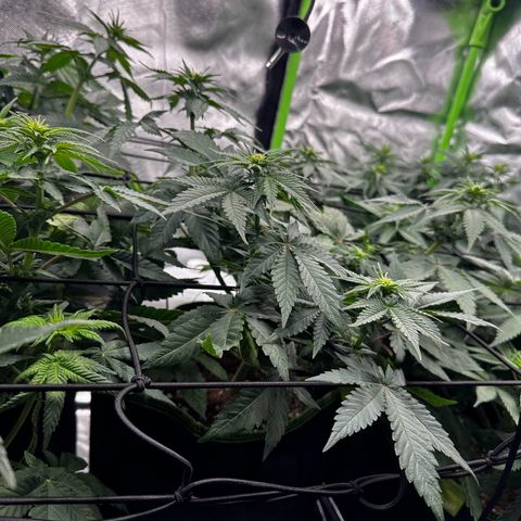 Runtz growlog timeline photo