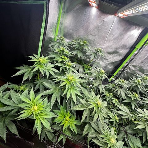 Runtz growlog timeline photo