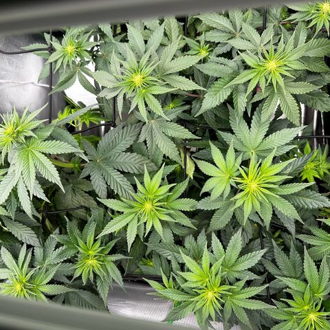 Runtz growlog timeline photo