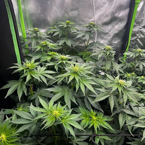 Runtz growlog timeline photo