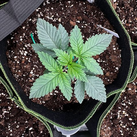 Runtz growlog timeline photo