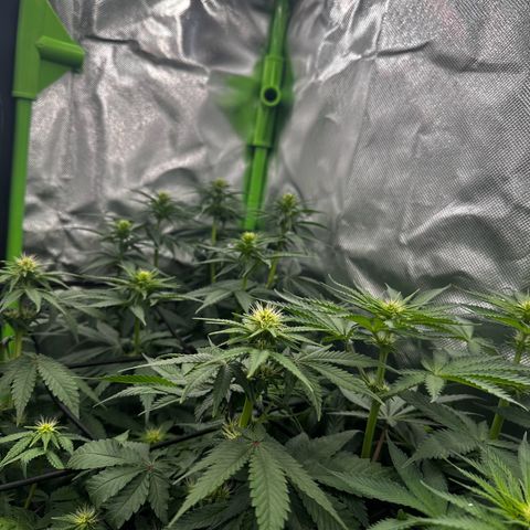 Runtz growlog photo: 80% Licht