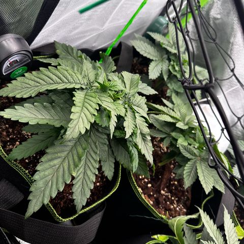Runtz growlog timeline photo