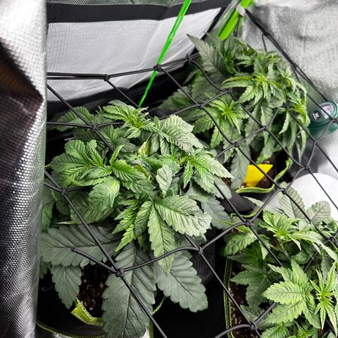 Runtz growlog timeline photo