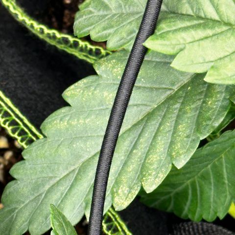 Runtz growlog timeline photo