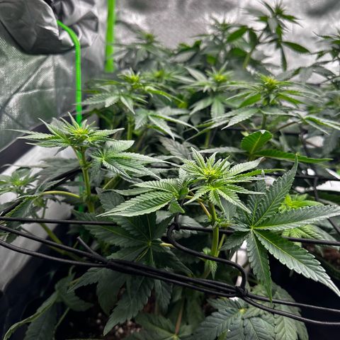 Runtz growlog timeline photo
