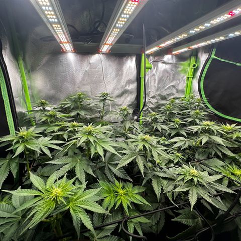 Runtz growlog timeline photo