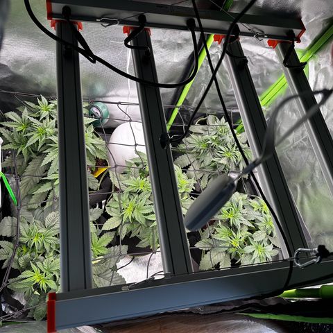 Runtz growlog timeline photo