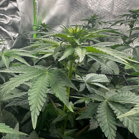 Runtz growlog timeline photo