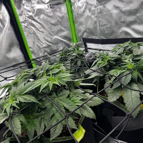 Runtz growlog timeline photo