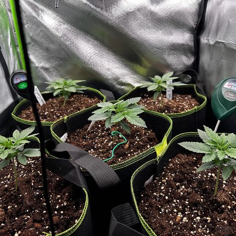 Runtz growlog timeline photo
