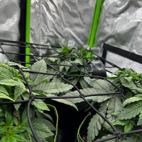 Runtz growlog timeline photo