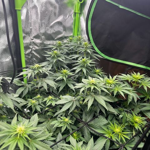 Runtz growlog timeline photo