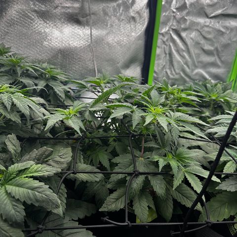 Runtz growlog timeline photo