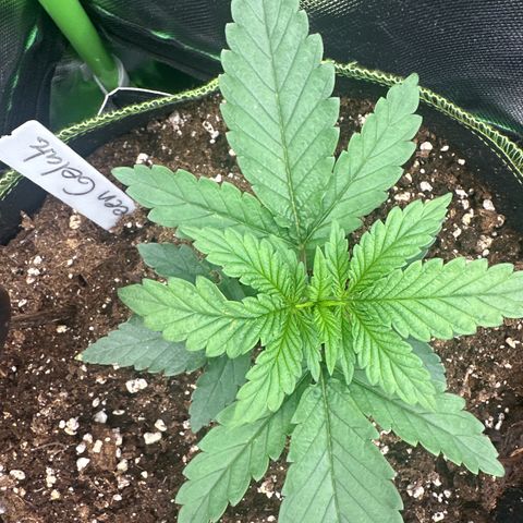 Runtz growlog timeline photo