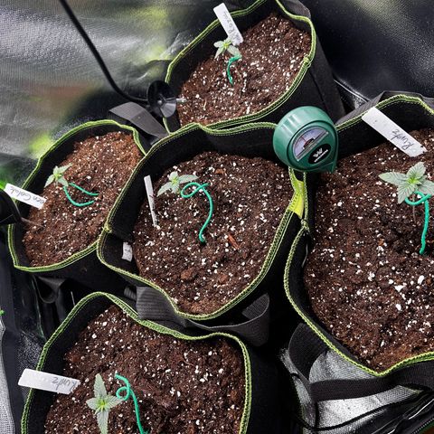 Runtz growlog timeline photo
