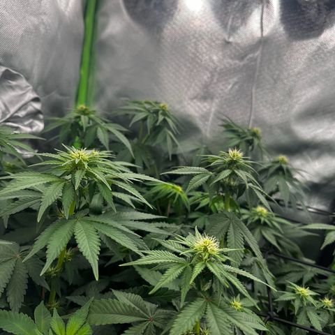 Runtz growlog photo: 80% Licht
