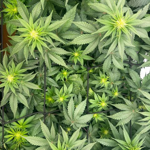 Runtz growlog timeline photo