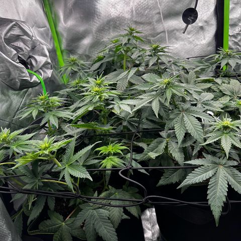 Runtz growlog timeline photo