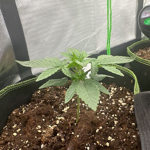 Runtz growlog timeline photo