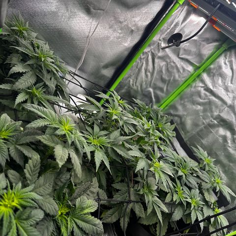 Runtz growlog timeline photo