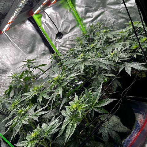 Runtz growlog timeline photo