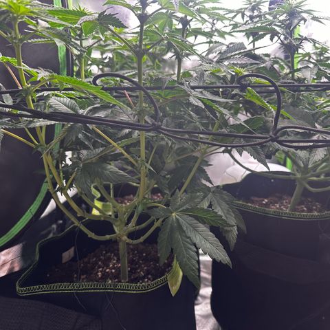 Runtz growlog timeline photo