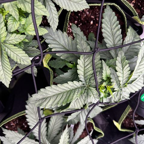 Runtz growlog timeline photo