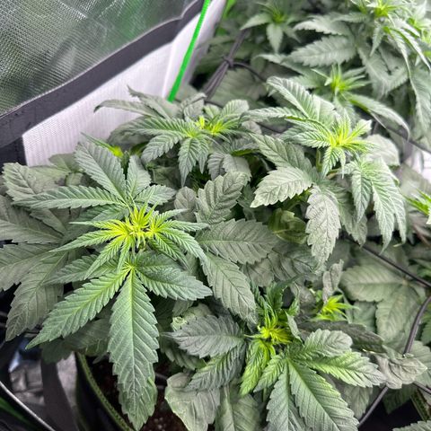Runtz growlog timeline photo