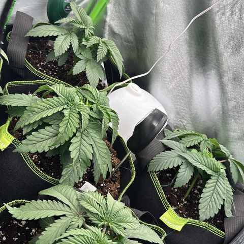 Runtz growlog timeline photo