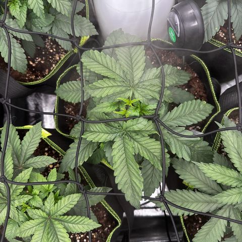 Runtz growlog timeline photo