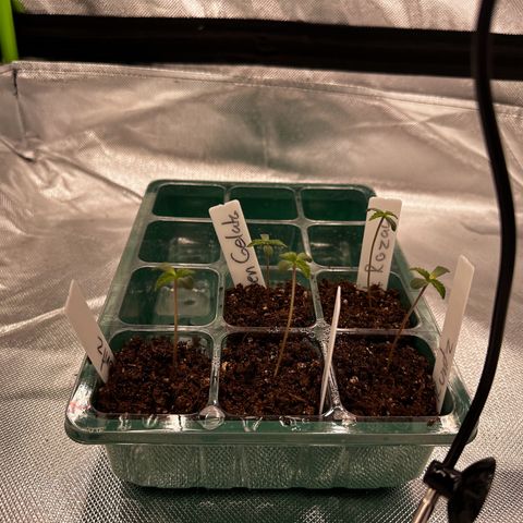 Runtz growlog timeline photo