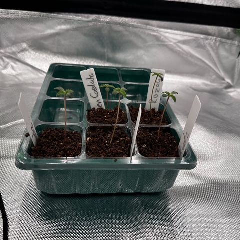 Runtz growlog timeline photo