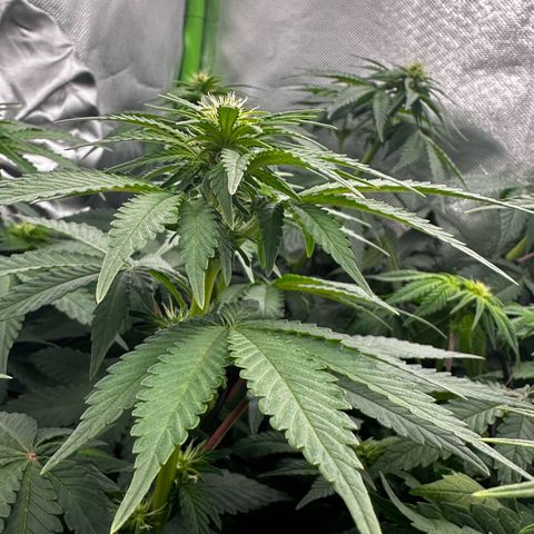 Runtz growlog photo: 80% Licht