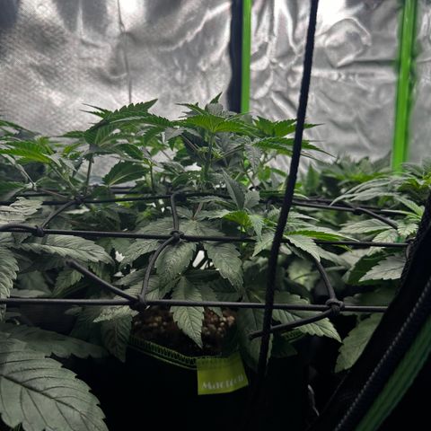 Runtz growlog timeline photo