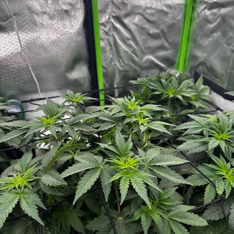 Runtz growlog timeline photo