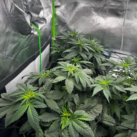 Runtz growlog timeline photo