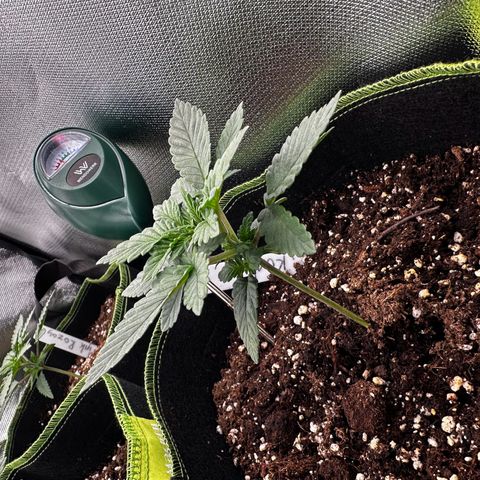Runtz growlog timeline photo