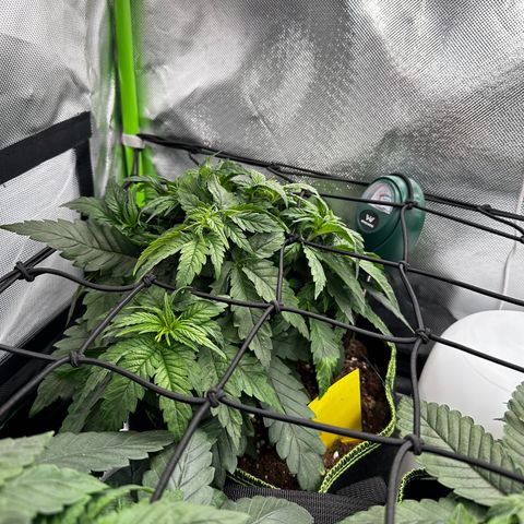 Runtz growlog timeline photo