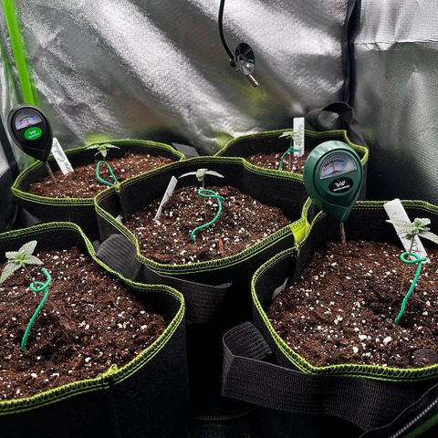 Runtz growlog timeline photo