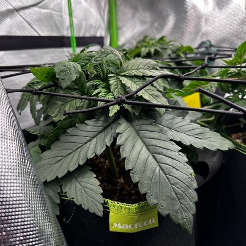 Runtz growlog timeline photo