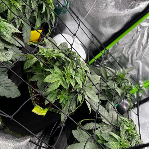 Runtz growlog timeline photo