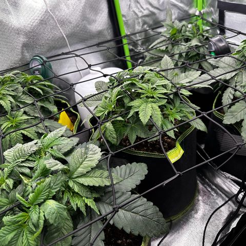 Runtz growlog timeline photo