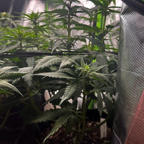 Runtz growlog timeline photo